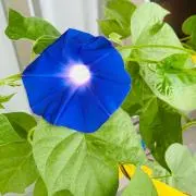 藍色の画像