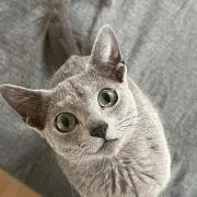 mab