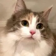 Image of vivi