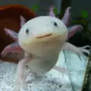 まっちゃの画像