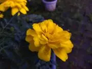 パピの画像