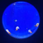 しその画像