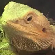 ハルの画像