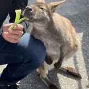 もとはる