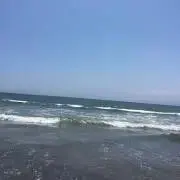 あおの画像