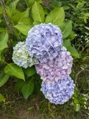 なお