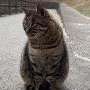 Image of とんこつ