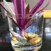 ミントティーの画像