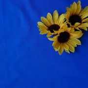 ひまわりの画像