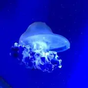 ゆかりん