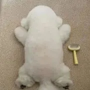 mochi.