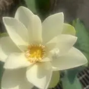 斗宿の画像