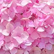 紫陽花(絶賛断捨離中)の画像