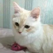 ふじみの画像