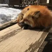 きつねの画像