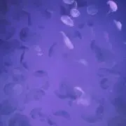 りっあの画像