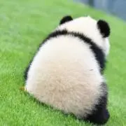 さくらもちの画像