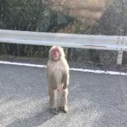 loopの画像