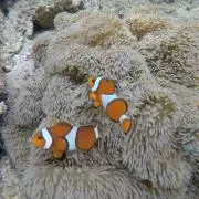 Okiの画像