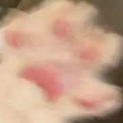 猫の画像