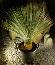 町の植木屋さんの画像
