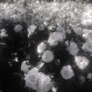 aの画像