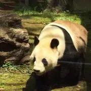 ミカ