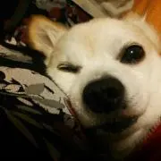 くわくわの画像