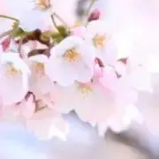 もんも