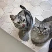 きなこの画像