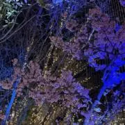はんなの画像