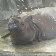 くいしん坊の画像