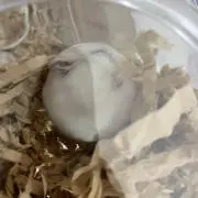 おもち