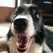 ベル親