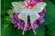 mothの画像