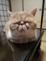 あやぱんの画像