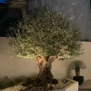 oldolive
