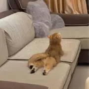 木の子の画像