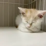 とととの画像
