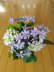 ひまわり