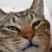 とらっぴー