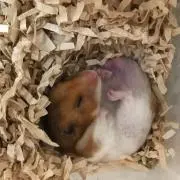 ピチューの画像