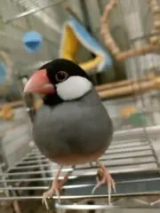 かなう