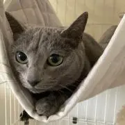 げんの画像