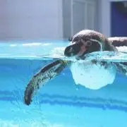 ガイアの画像