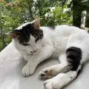 猫のブーデの画像