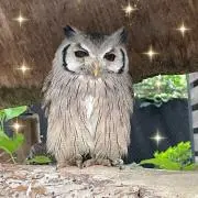 shimo