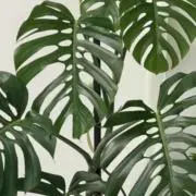 ptmgの画像