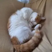 ハッシーの画像