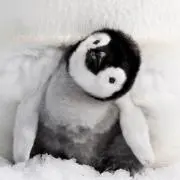 うさぎの画像